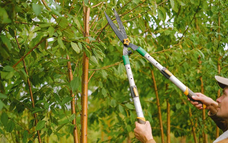 Tree trimming in Umpire, AR